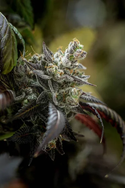 Een Verticale Opname Van Een Bloeiende Kush Cannabisplant Een Donkere — Stockfoto