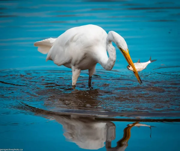 Μια Όμορφη Θέα Του Μεγάλου Egret Τρώει Ψάρια Κοντά Στη — Φωτογραφία Αρχείου