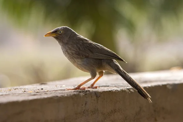 Stock image A selective focus shot of common blackbird (Turdus merula)