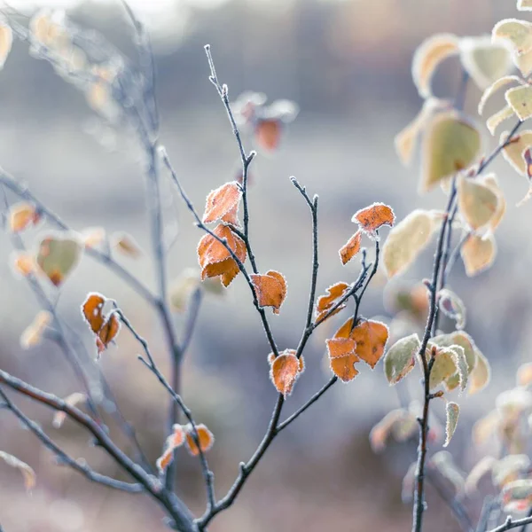 Detailní Záběr Oranžových Listů Větvích Během Zimy — Stock fotografie