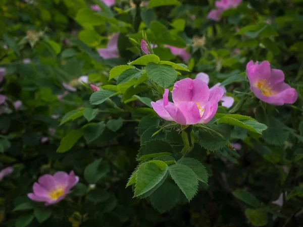 Ένα Επιλεκτικό Λουλούδι Peonia Mariel Έναν Κήπο — Φωτογραφία Αρχείου