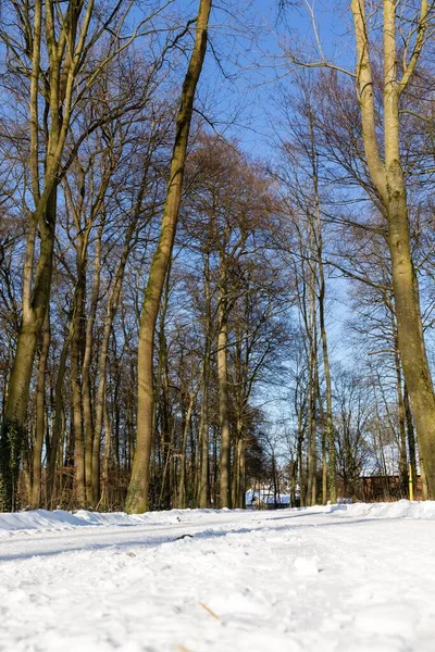 Вертикальний Знімок Сухих Голих Дерев Засніженому Парку — стокове фото