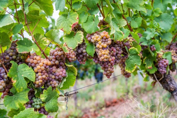 Closeup Fresh Ripe Delicious Bunches Grapes Hanging Vine Vineyard — Stock Photo, Image