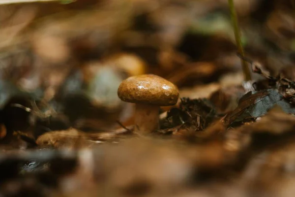 热带雨林雨后在湿地上浅层采摘的褐色双孢菌 — 图库照片