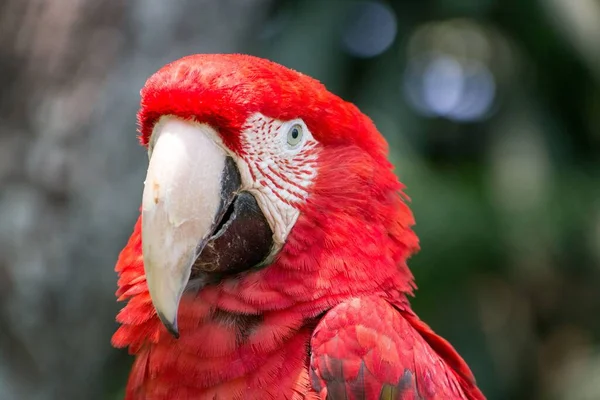 Eine Selektive Nahaufnahme Eines Rot Grünen Ara Vogels — Stockfoto