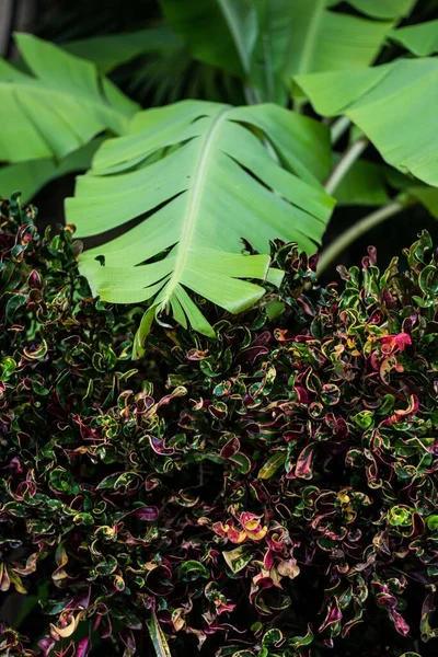 Вертикальный Снимок Зеленых Листьев Растений — стоковое фото