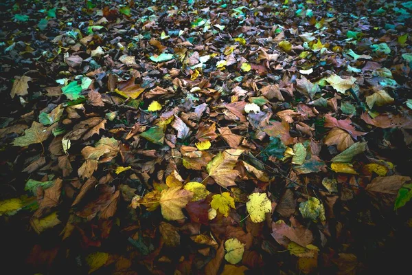 森の中の地面に黄色と乾燥した秋の葉 — ストック写真