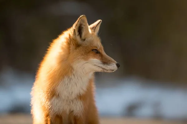 Schöne Aufnahme Eines Koreanischen Fuchses — Stockfoto