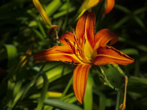 Gros Plan Lys Orange Dans Jardin Ombragé Entouré Feuillage Vert — Photo