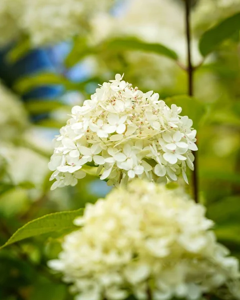 Tiro Vertical Uma Flor Hortênsia Muito Branca Bigleaf Foco Seletivo — Fotografia de Stock