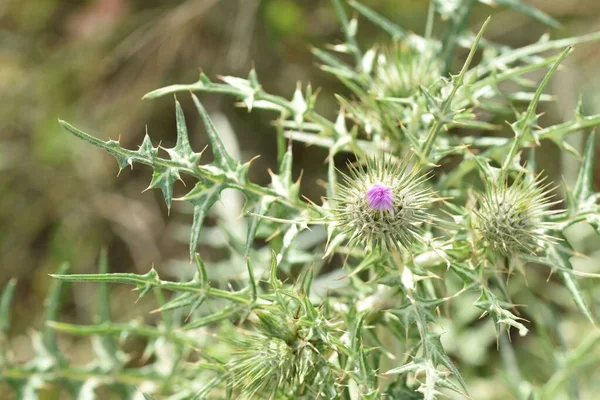 Thistle Growing Field — Stock Photo, Image