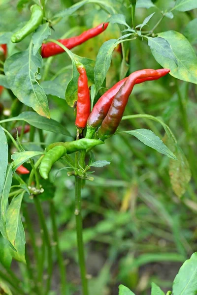 Een Verticaal Shot Van Rode Chili Pepers Verbouwend Een Tuin — Stockfoto