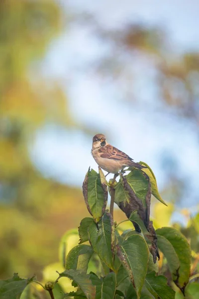 Mały Ptak Wróbel Siedzący Czubku Gałęzi Południe Dnia — Zdjęcie stockowe