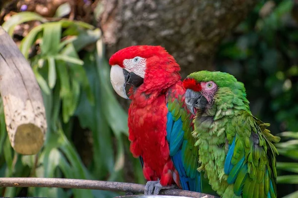 Close Foco Seletivo Uma Arara Vermelha Verde Pássaros Sentados Pau — Fotografia de Stock