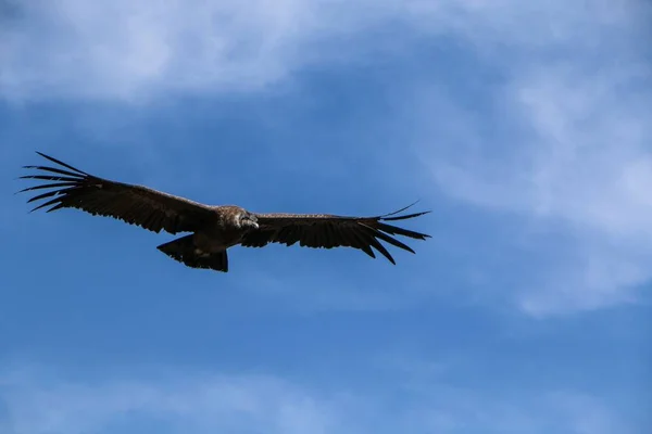 Ein Tiefflug Eines Braunen Falken Der Einem Strahlend Blauen Himmel — Stockfoto