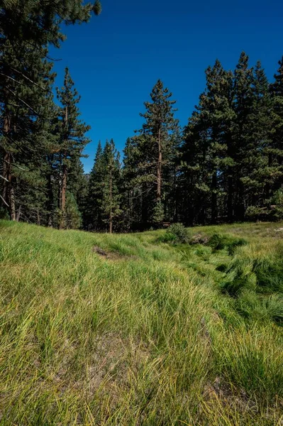 美国加利福尼亚州一座美丽森林的垂直照片 — 图库照片