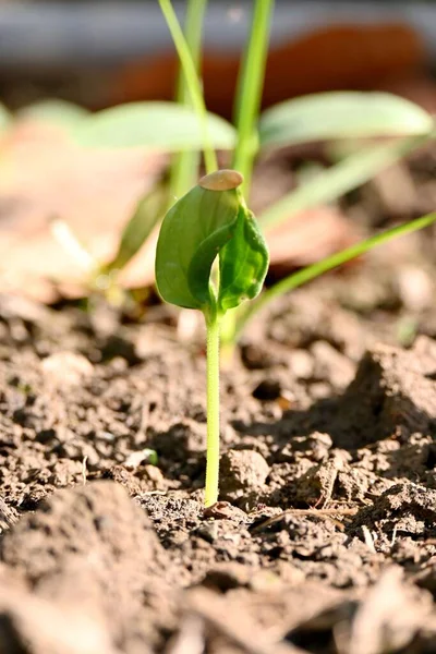 地面にある豆の植物からの発芽の垂直ショット — ストック写真