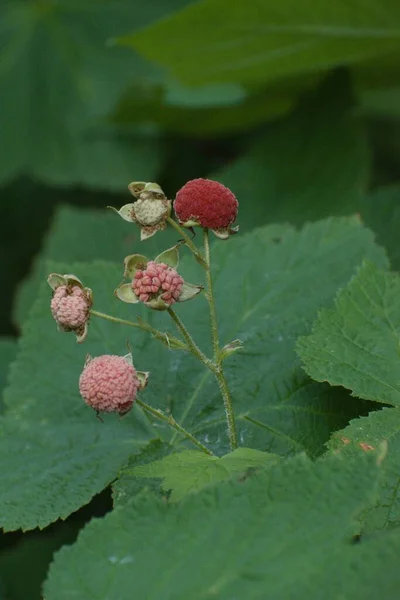 Egy Közeli Kép Thimbleberry Rubus Parviflorus Érleléséről Erdőben — Stock Fotó