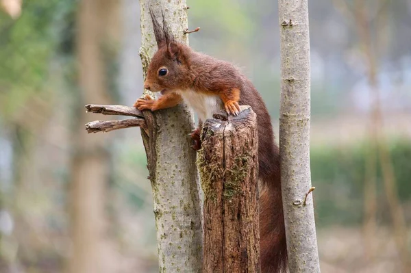 Close Esquilo Vermelho Uma Árvore Uma Floresta Com Fundo Embaçado — Fotografia de Stock