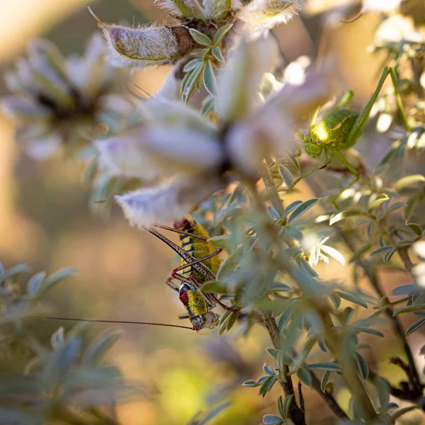 Вибірковий Фокус Коника Рослинах Полі Під Сонячним Світлом Розмитим Тлом — стокове фото