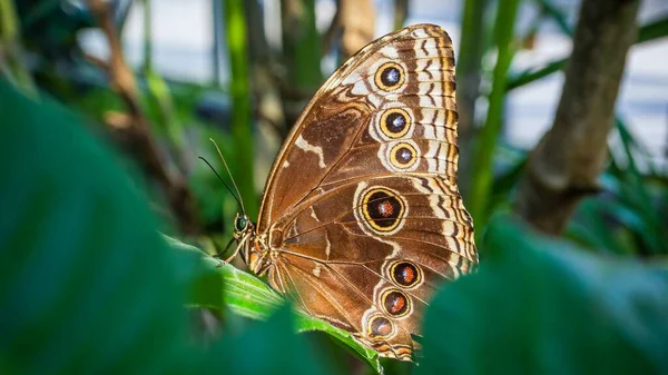 屋外の緑の葉の上に静止しているブラウンのモルフォ蝶のクローズ — ストック写真