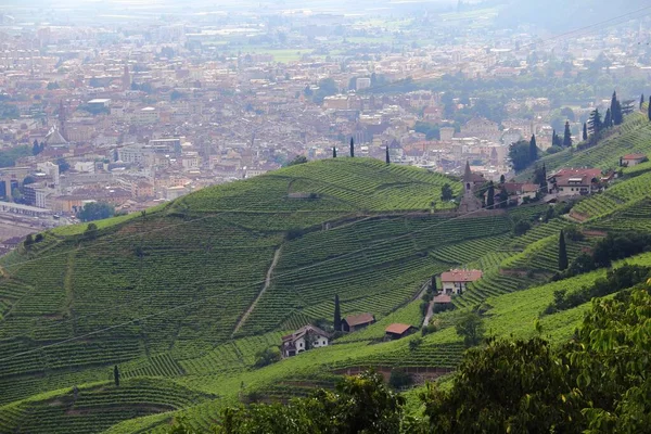 Bird Eye View Vineyards Bolzano South Tyrol Italy — Stock Photo, Image