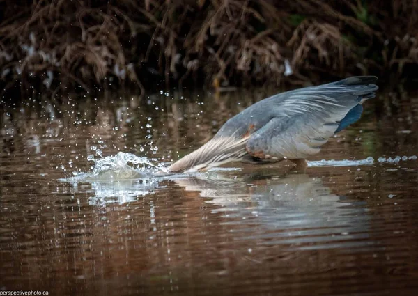 Närbild Great Blue Heron Jakt Med Huvudet Nedsänkt Vatten — Stockfoto