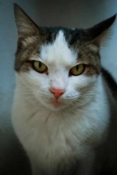 Tiro Close Vertical Gato Doméstico Adorável Com Olhos Verdes Brilhantes — Fotografia de Stock