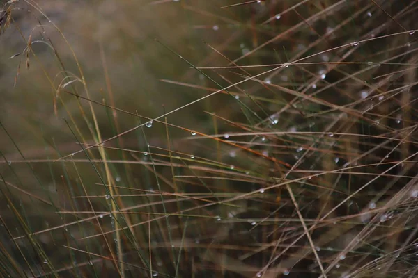 朝露と草の刃の垂直閉鎖 — ストック写真