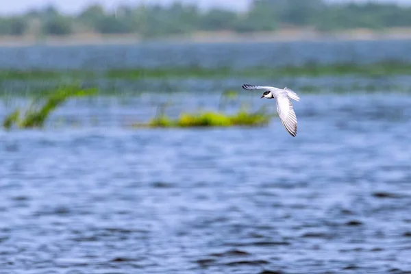 Eine Flussseeschwalbe Chlidonias Hybrida Fliegt Über Einen See — Stockfoto