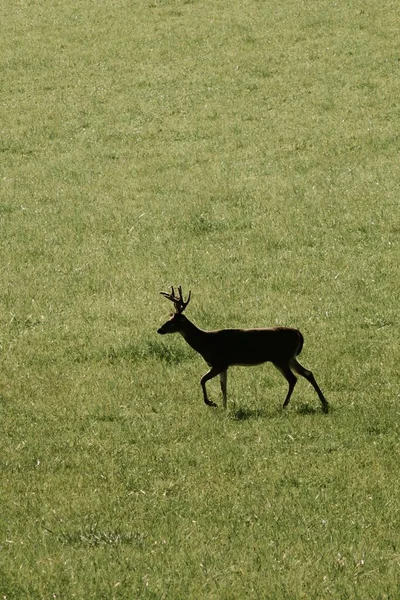 Vertical High Angle Shot Horned Deer Grazing Rural Green Field — Stock Photo, Image