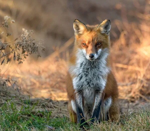 Selective Focus Shot Red Fox Forest — Stock Photo, Image