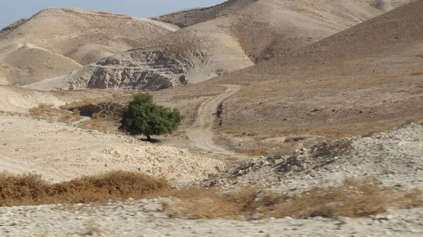 Ein Einsamer Baum Der Wüste Einem Sonnigen Tag Israel — Stockfoto