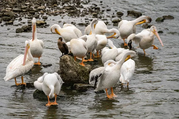 Flock Amerikanska Vita Pelikan Pelecanus Erythrorhynchos Fåglar Flod — Stockfoto