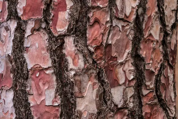 松の幹の質感の背景 — ストック写真