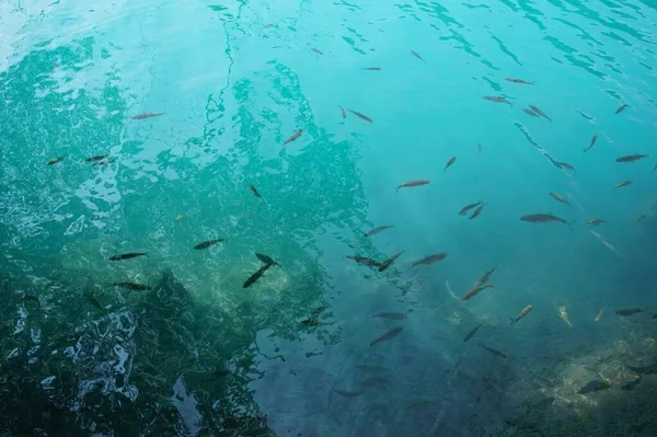 Zbliżenie Strzał Małego Jeziora Ryba Pływająca Jasnoniebieskim Jeziorze — Zdjęcie stockowe