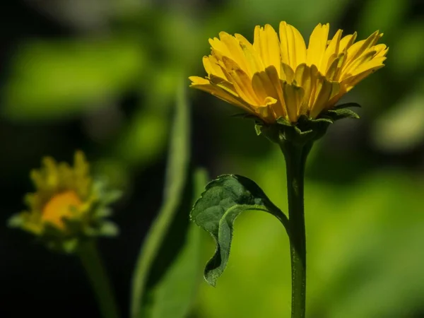 Egy Sárga Dália Virág Sekély Fókuszképe — Stock Fotó