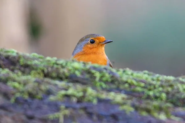 Closeup European Robin Perched Wood Forest Blurry Background — Stock Photo, Image