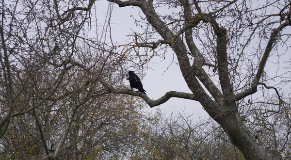 Zwarte Torenvogel Corvus Frugilegus Zat Overdag Boomtak — Stockfoto