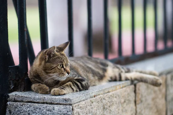 Egy Közeli Kép Egy Tabby Macskáról Amint Földön Fekszik — Stock Fotó