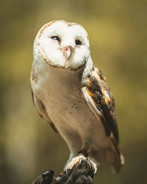 Vertical Closeup Barn Owl Perching Tree Blurred Background — Stock Photo, Image