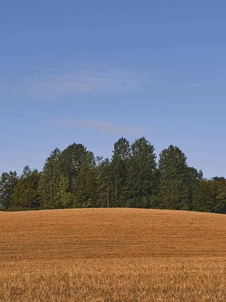 Vertikální Záběr Zlaté Pole Zelené Stromy Přelomu Léta Podzimu Ostre — Stock fotografie