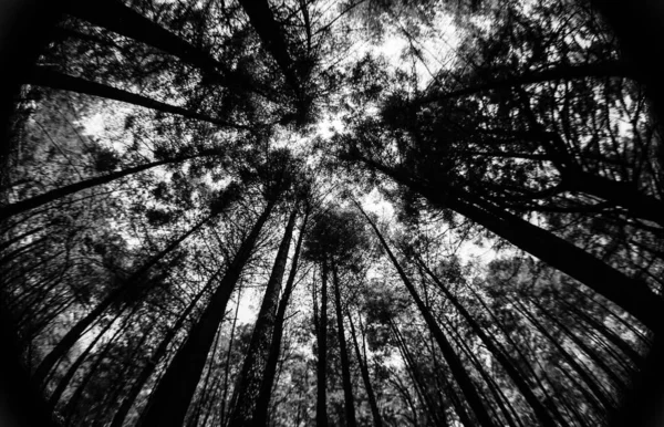 Tiro Ângulo Baixo Monocromático Das Árvores Floresta — Fotografia de Stock