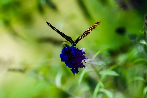 Zebra Longwing Butterfly Perching Flower Isolated Blurred Background — Stock Photo, Image