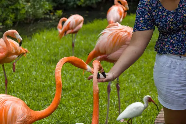 Een Closeup Van Groepering Van Rode Amerikaanse Flamingo Groen Grasveld — Stockfoto