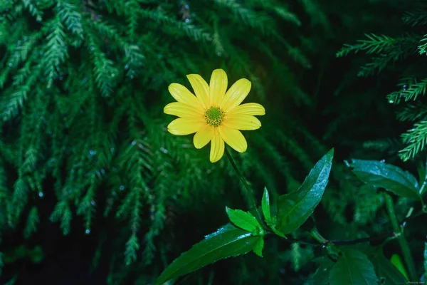 Primer Plano Una Flor Amarilla Euryops Pectinatus Sobre Suave Fondo — Foto de Stock