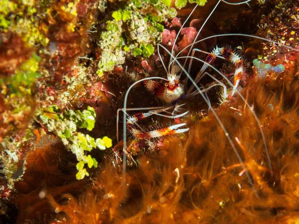 Banded Boxer Shrimp Closeup Underwater World — Stock Photo, Image