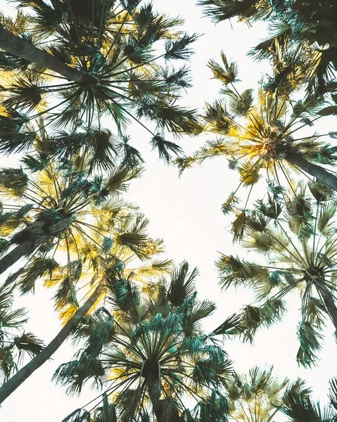 在阳光明媚的蓝天背景上的低角度椰子树 — 图库照片