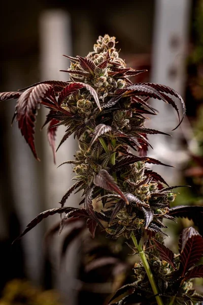 Een Verticaal Van Een Cannabis Sativa Plant Een Wazige Achtergrond — Stockfoto