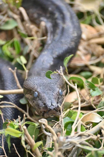 Zbliżenie Pythona Południowej Afryki Farmie Gadów Kalimba Lusaka Zambia — Zdjęcie stockowe